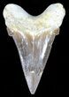 Auriculatus Shark Tooth - Dakhla, Morocco (Restored) #58420-2